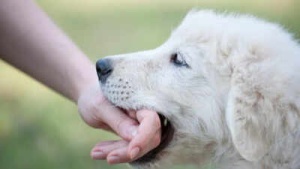 Dog Bite First Aid: Critical Steps to Prevent Rabies Infection