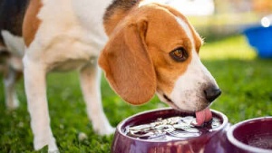 5 Safe & Healthy Drink Alternatives to Water for Your Dog