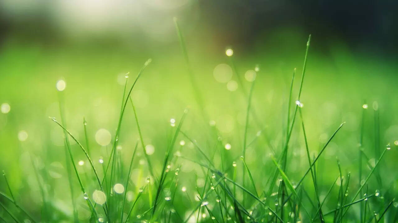 The role of cellulose from the grass in human digestion